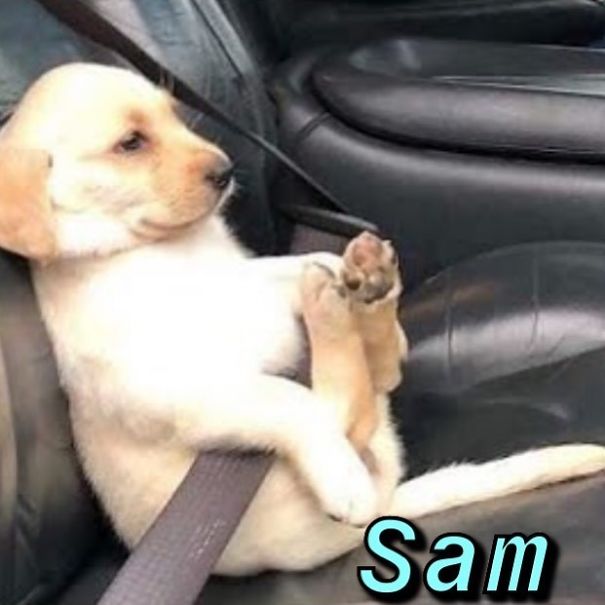 Instagram-Meme-Dog-Photos-Based-On-Names-Whatdogyouare