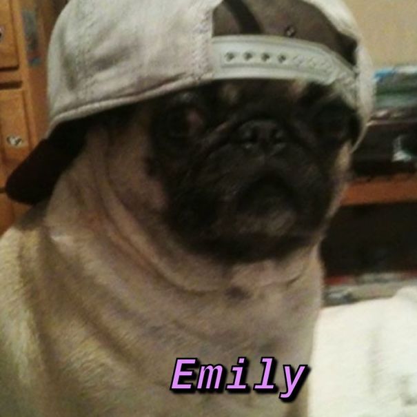 Instagram-Meme-Dog-Photos-Based-On-Names-Whatdogyouare