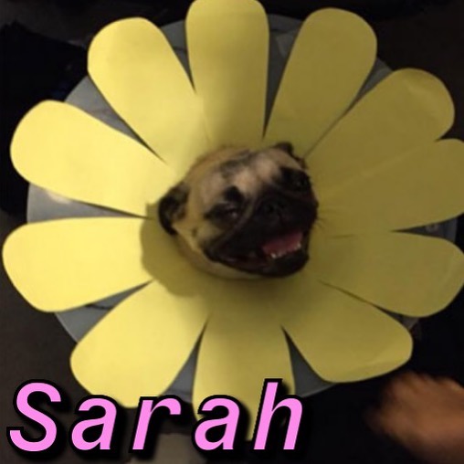 Instagram-Meme-Dog-Photos-Based-On-Names-Whatdogyouare