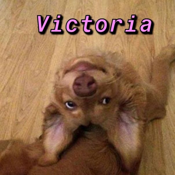 Instagram-Meme-Dog-Photos-Based-On-Names-Whatdogyouare