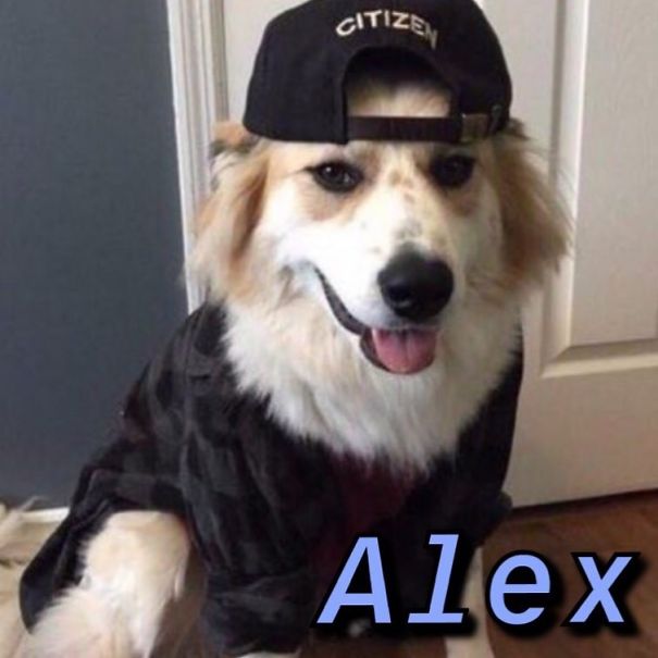 Instagram-Meme-Dog-Photos-Based-On-Names-Whatdogyouare