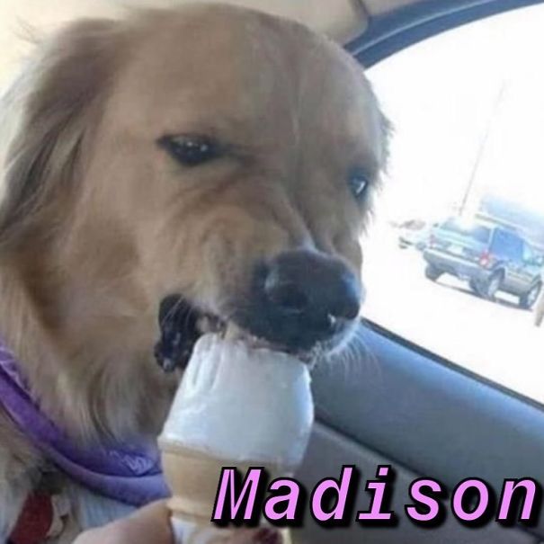 Instagram-Meme-Dog-Photos-Based-On-Names-Whatdogyouare
