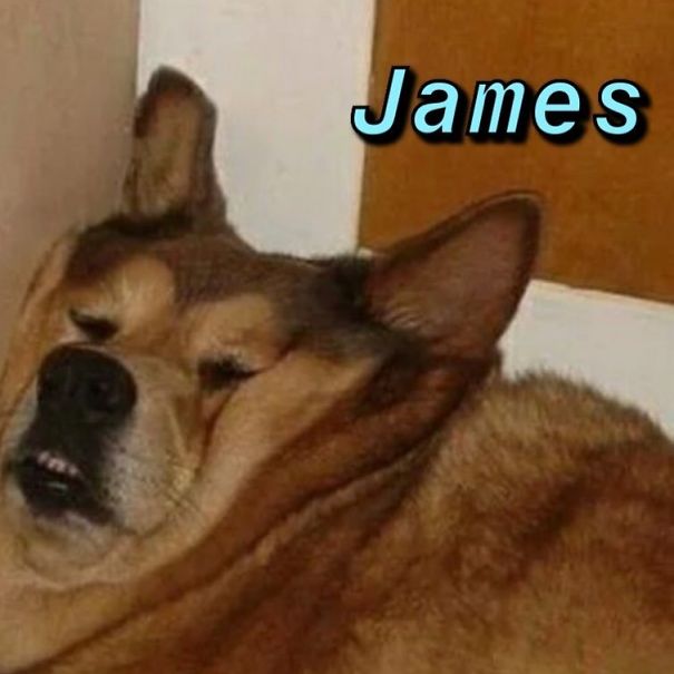 Instagram-Meme-Dog-Photos-Based-On-Names-Whatdogyouare