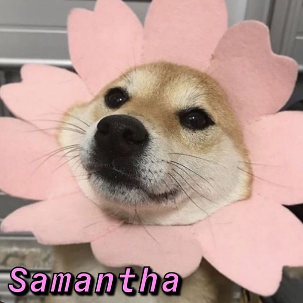 Instagram-Meme-Dog-Photos-Based-On-Names-Whatdogyouare