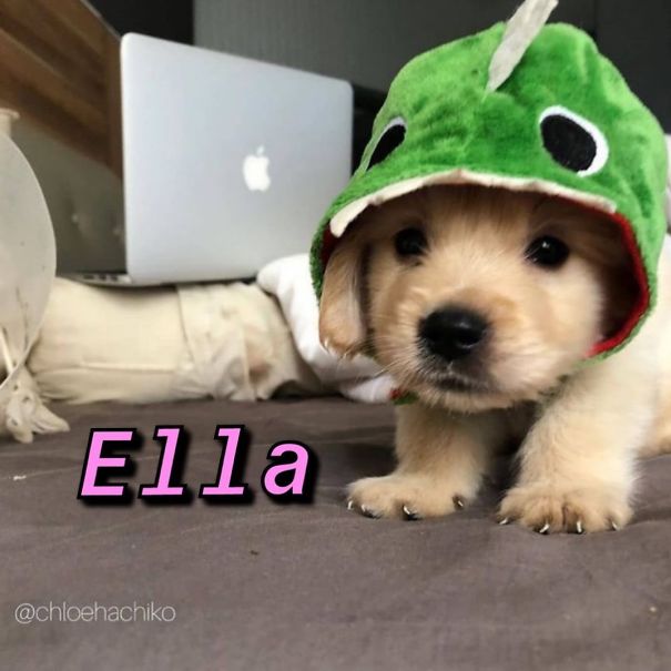 Instagram-Meme-Dog-Photos-Based-On-Names-Whatdogyouare