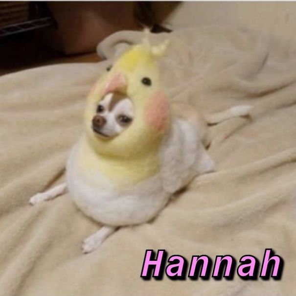 Instagram-Meme-Dog-Photos-Based-On-Names-Whatdogyouare