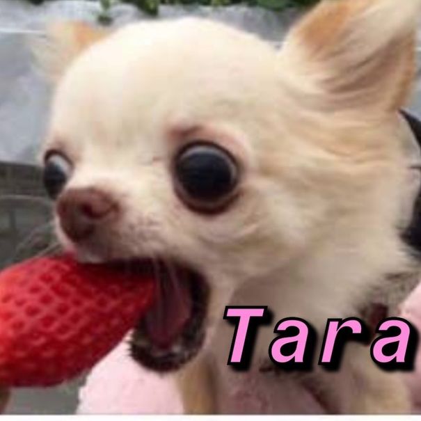 Instagram-Meme-Dog-Photos-Based-On-Names-Whatdogyouare