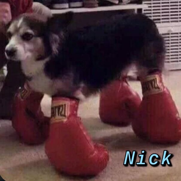 Instagram-Meme-Dog-Photos-Based-On-Names-Whatdogyouare