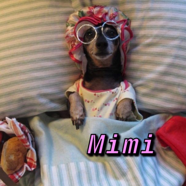 Instagram-Meme-Dog-Photos-Based-On-Names-Whatdogyouare