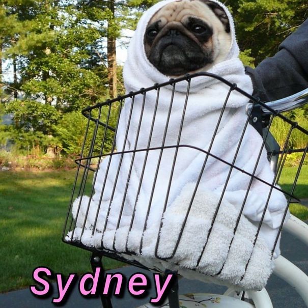 Instagram-Meme-Dog-Photos-Based-On-Names-Whatdogyouare