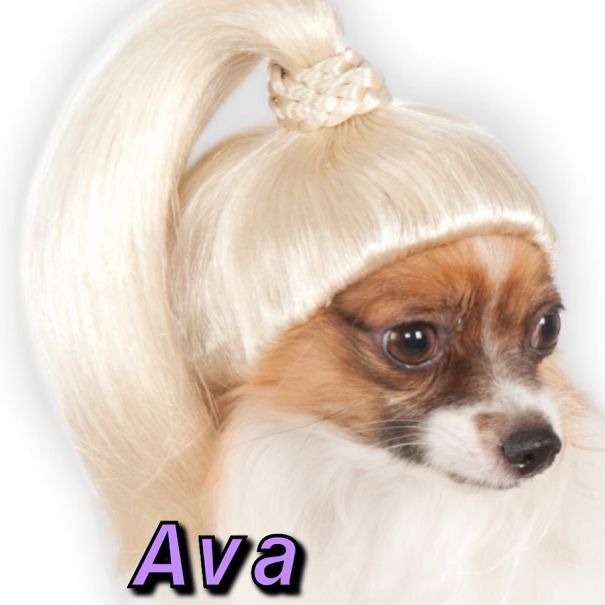 Instagram-Meme-Dog-Photos-Based-On-Names-Whatdogyouare