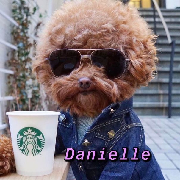 Instagram-Meme-Dog-Photos-Based-On-Names-Whatdogyouare