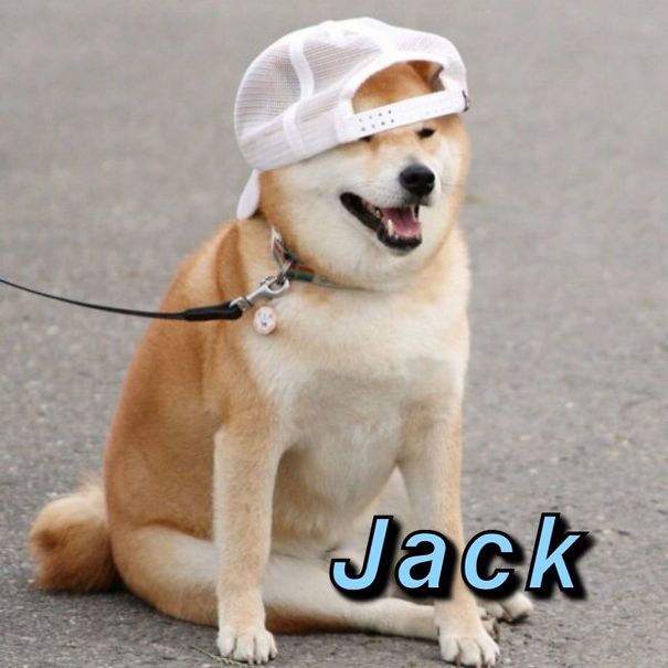 Instagram-Meme-Dog-Photos-Based-On-Names-Whatdogyouare
