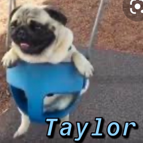 Instagram-Meme-Dog-Photos-Based-On-Names-Whatdogyouare