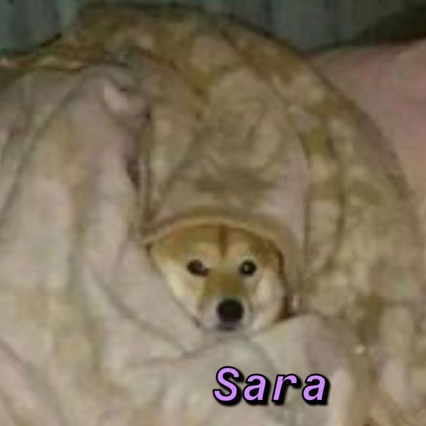 Instagram-Meme-Dog-Photos-Based-On-Names-Whatdogyouare