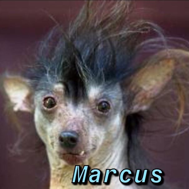 Instagram-Meme-Dog-Photos-Based-On-Names-Whatdogyouare