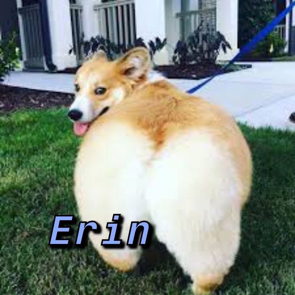 Instagram-Meme-Dog-Photos-Based-On-Names-Whatdogyouare