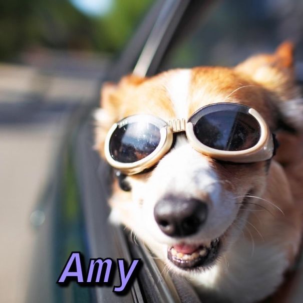 Instagram-Meme-Dog-Photos-Based-On-Names-Whatdogyouare