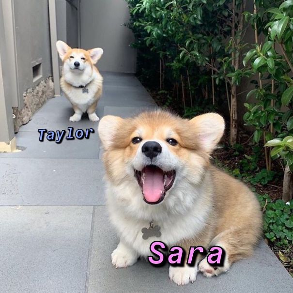 Instagram-Meme-Dog-Photos-Based-On-Names-Whatdogyouare