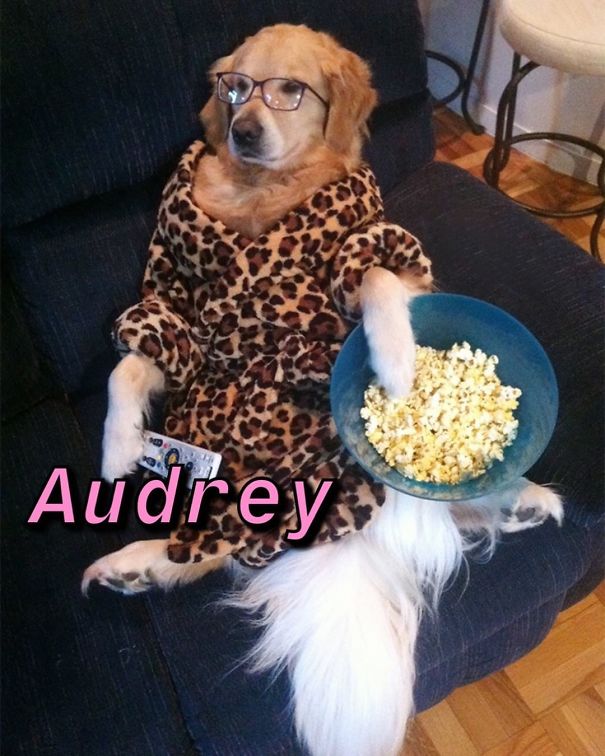 Instagram-Meme-Dog-Photos-Based-On-Names-Whatdogyouare