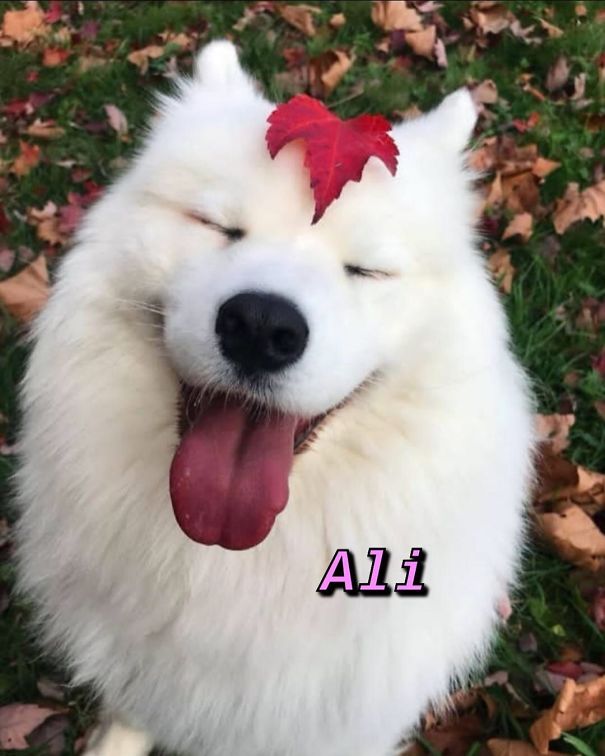 Instagram-Meme-Dog-Photos-Based-On-Names-Whatdogyouare