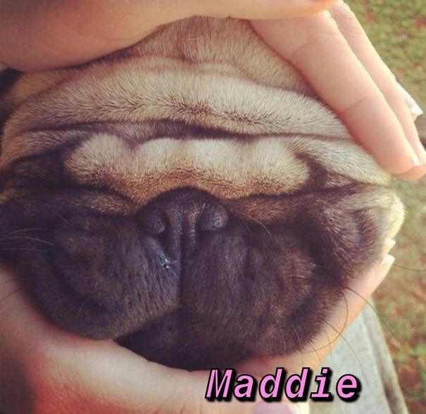 Instagram-Meme-Dog-Photos-Based-On-Names-Whatdogyouare