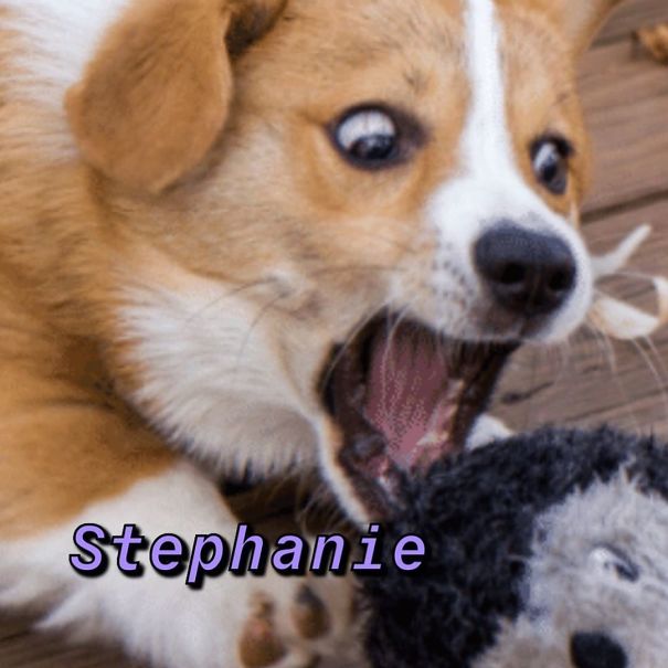 Instagram-Meme-Dog-Photos-Based-On-Names-Whatdogyouare