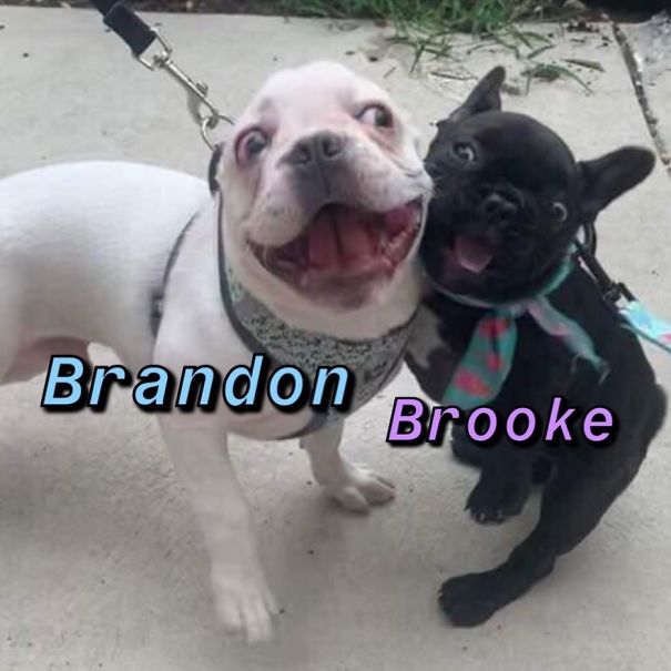 Instagram-Meme-Dog-Photos-Based-On-Names-Whatdogyouare