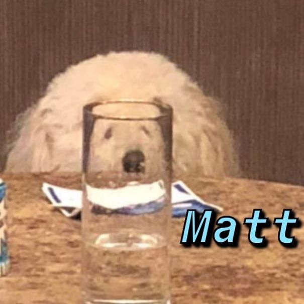 Instagram-Meme-Dog-Photos-Based-On-Names-Whatdogyouare