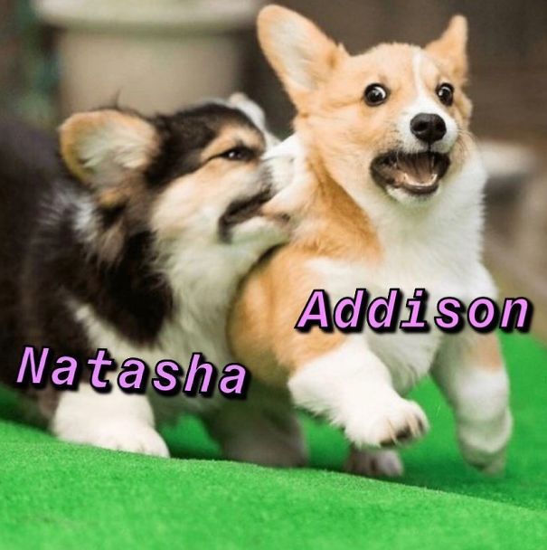 Instagram-Meme-Dog-Photos-Based-On-Names-Whatdogyouare