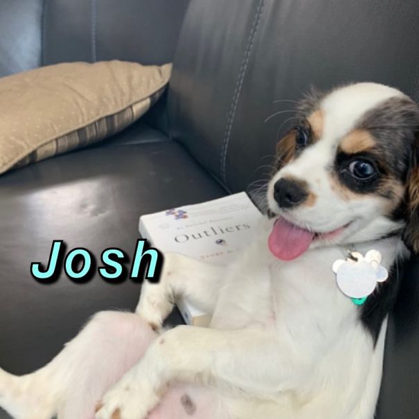 Instagram-Meme-Dog-Photos-Based-On-Names-Whatdogyouare