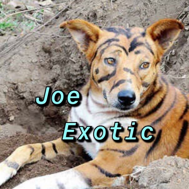 Instagram-Meme-Dog-Photos-Based-On-Names-Whatdogyouare