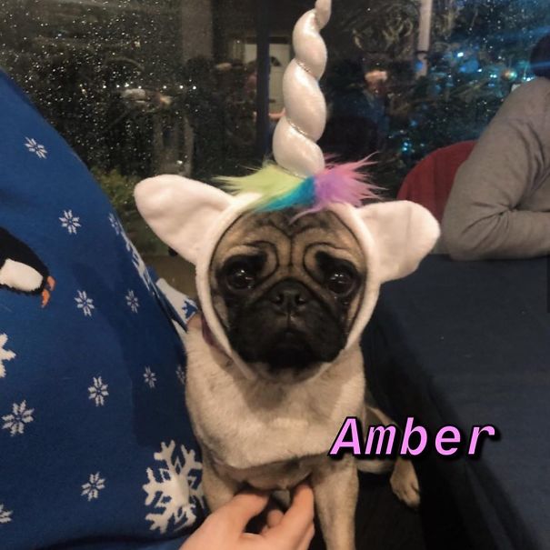 Instagram-Meme-Dog-Photos-Based-On-Names-Whatdogyouare