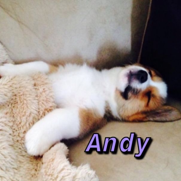 Instagram-Meme-Dog-Photos-Based-On-Names-Whatdogyouare