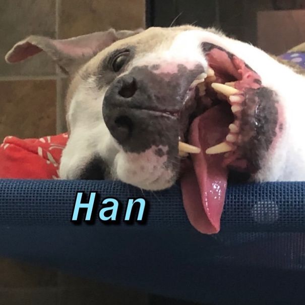 Instagram-Meme-Dog-Photos-Based-On-Names-Whatdogyouare