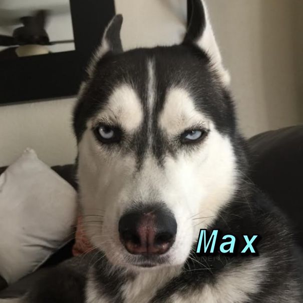 Instagram-Meme-Dog-Photos-Based-On-Names-Whatdogyouare
