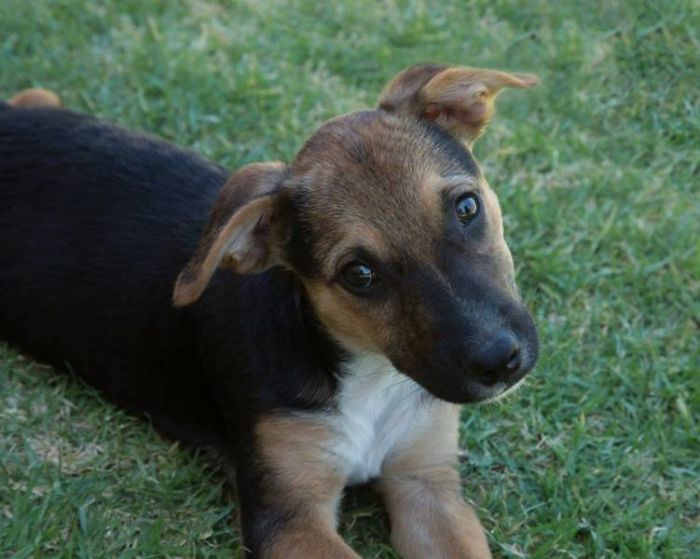 This Is Trooper At 10 Weeks Old. We Adopted Him In 2016 And Will Be Turning 5 This Year.