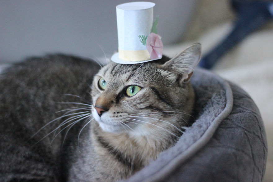 I Made Tiny Hats For My Foster Cat To Help Her Get Adopted I Made Tiny Hats For My Foster Cat To Help Her Get Adopted