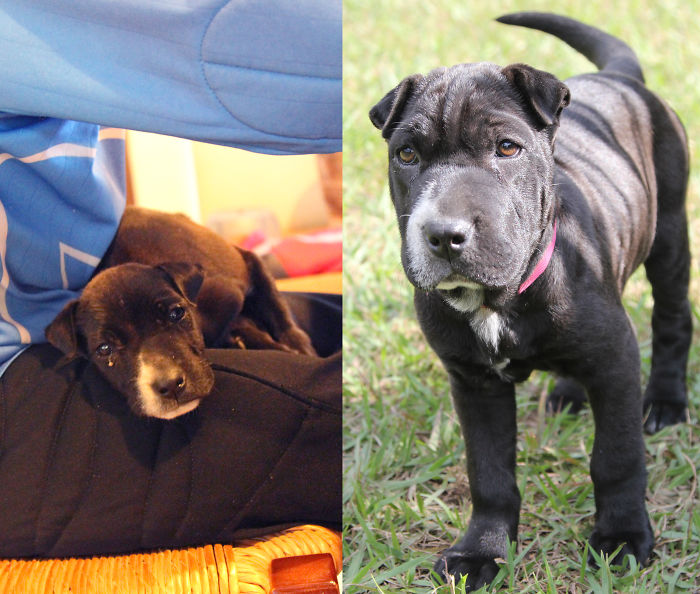 Costilla (Ribs) Kept Sleeping On My Son's Lap The Day We Rescued Her, And A Month After Being Loved By Her New Family!