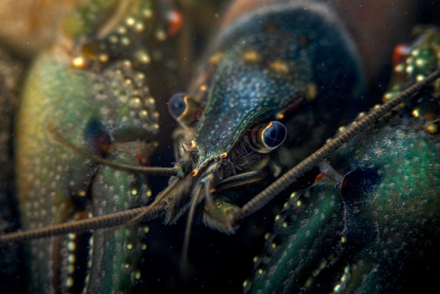 I Capture Crawdad Portraits In My Backyard