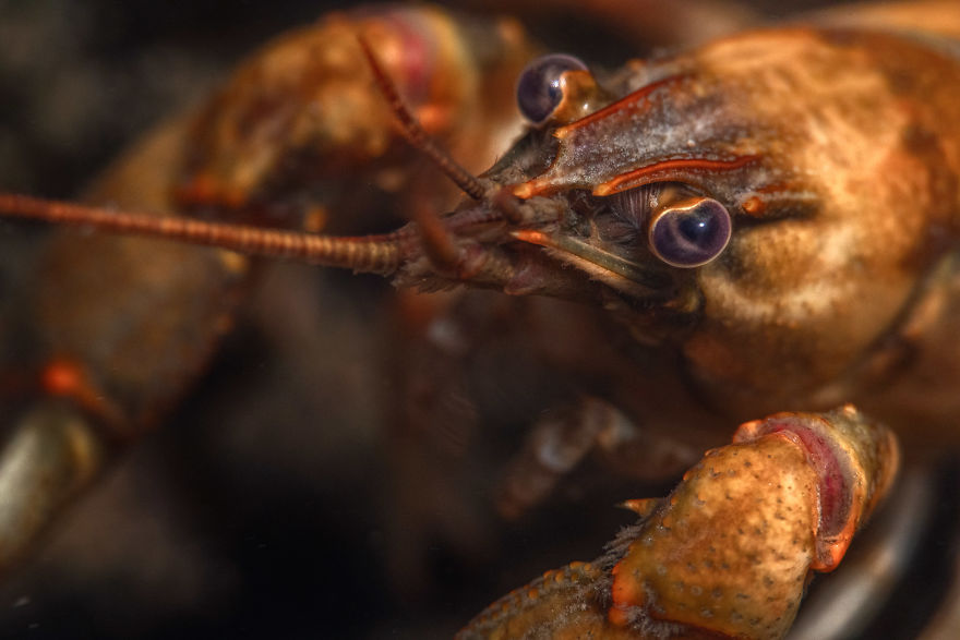 I Capture Crawdad Portraits In My Backyard