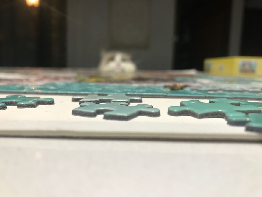 Luna, My Cat, Is A Master Of Destruction!