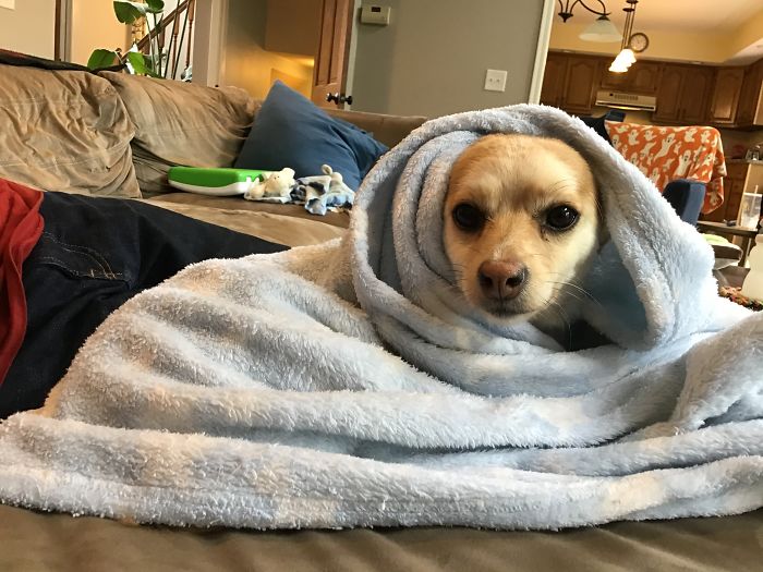 This Is Our Dog Patty. She Is A Long Haired Chihuahua. She Is Not Staying With Us, She Is A Biter, And Love Burrowing