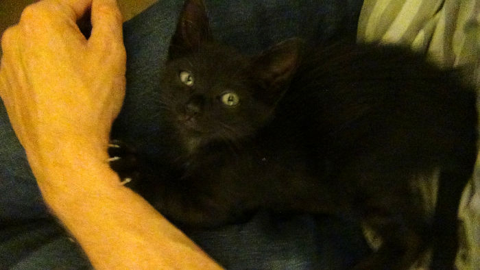 Long Story Short, She Was Found In A Cardbox At The Door Of The Police Station. They Said They Would Have To Send Her To Animal Pound. I Didn't Think Much And Took Her Home With Me. The Picture Was Taken That Same Day