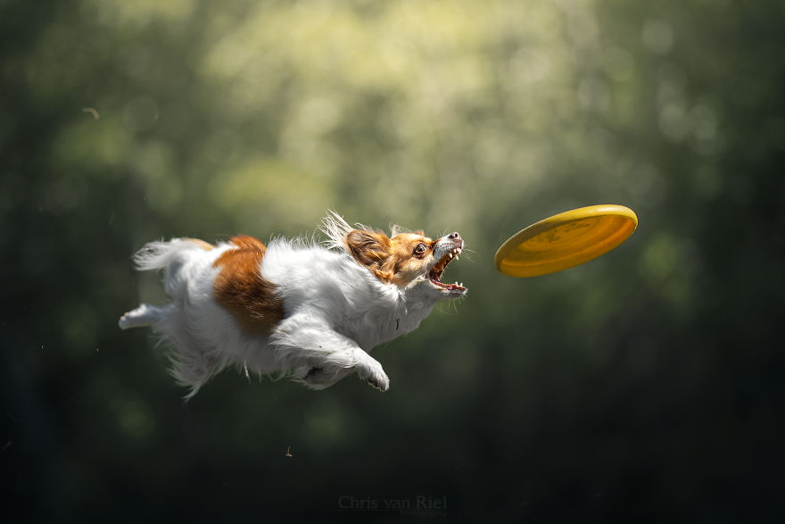 Hey Chihuahua, Smile For The Camera!