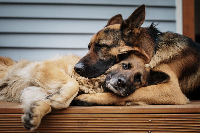So My 2 Gsds Having Snugging Down