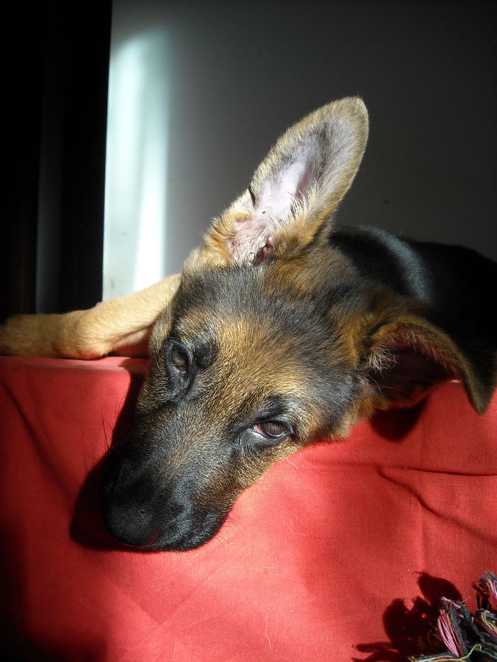 Lilli, 3 Months Old, In A Rare Moment Of Rest