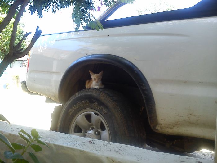 Twix... Now She's Always On Top Of Our Truck