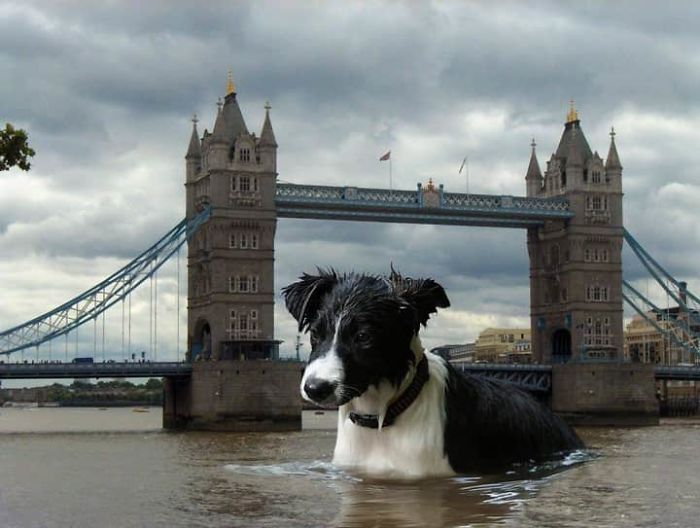 Digital-Art-Contest-Oversized-Animals-Designcrowd