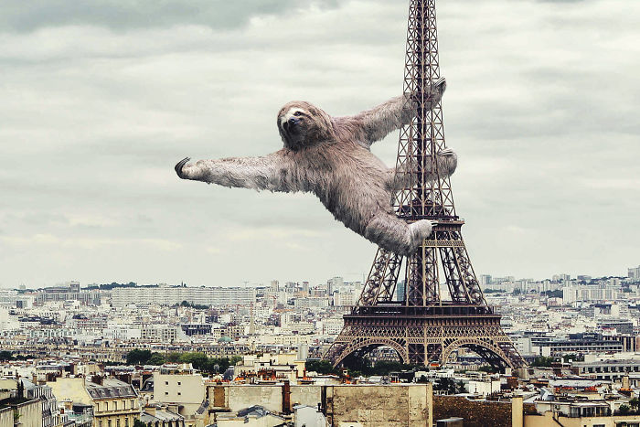 Digital-Art-Contest-Oversized-Animals-Designcrowd